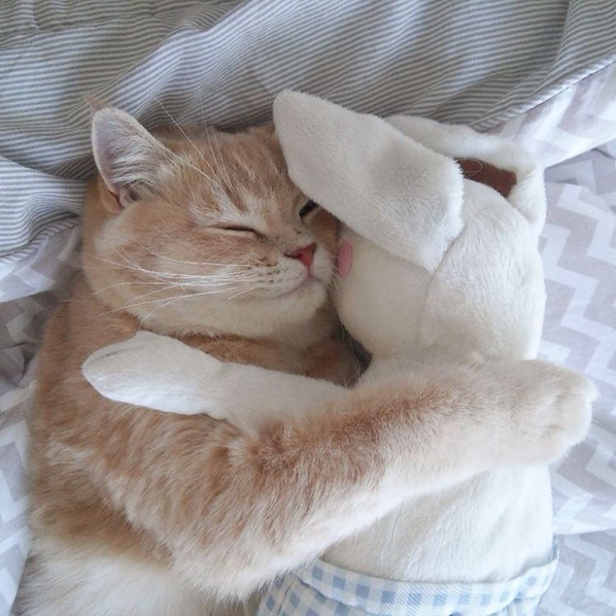 Кот обнимашка