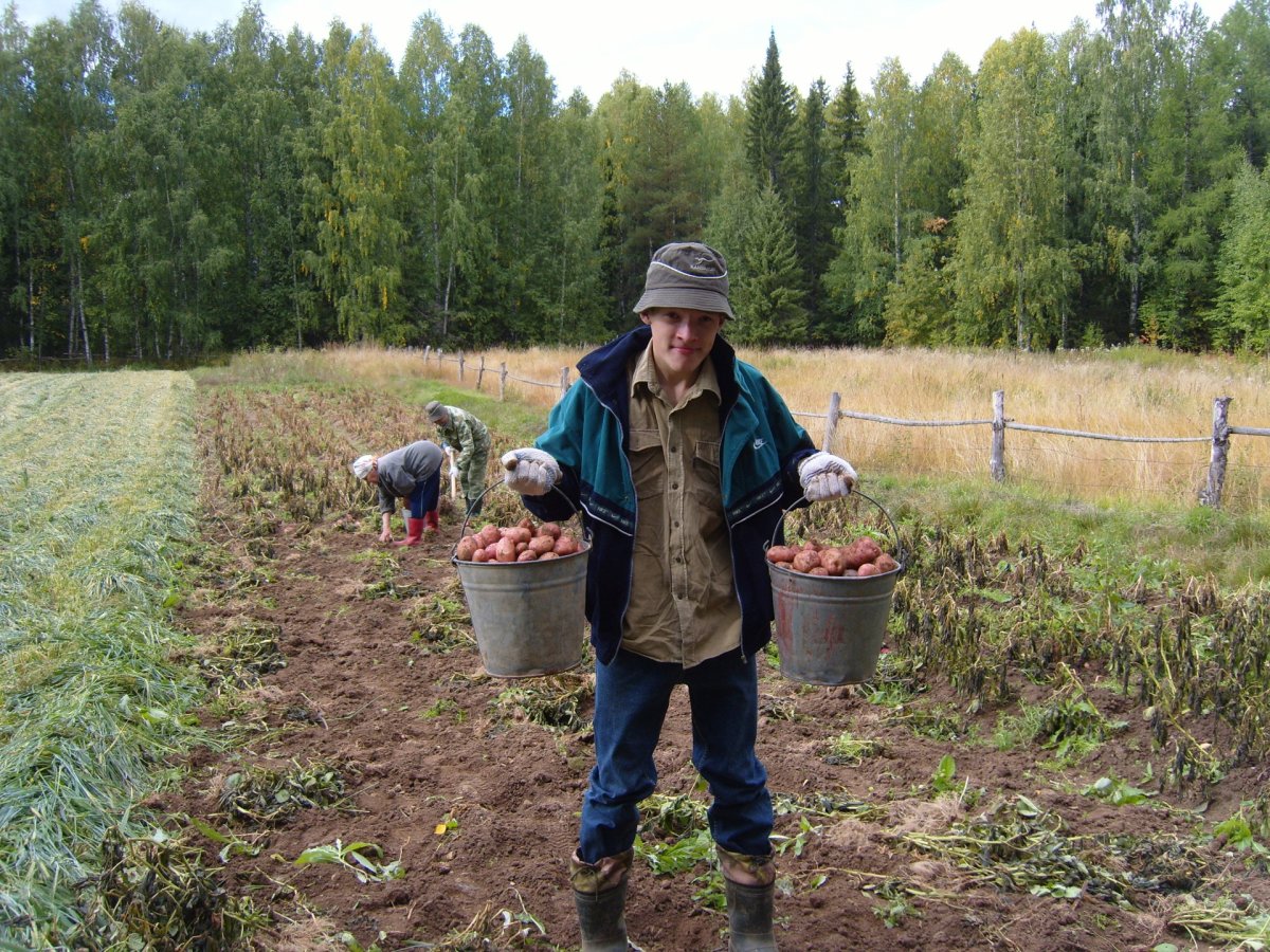 Приколы про копку картошки