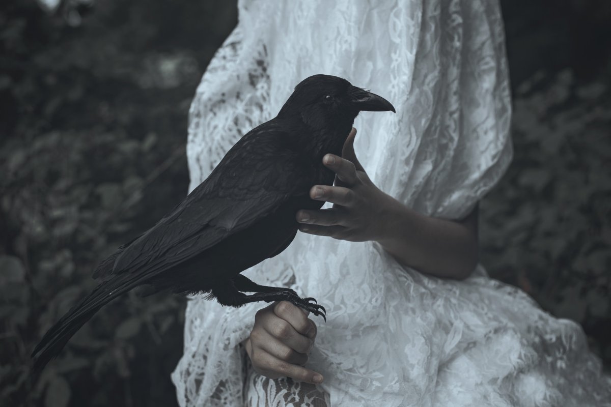 Морена ворон Эстетика