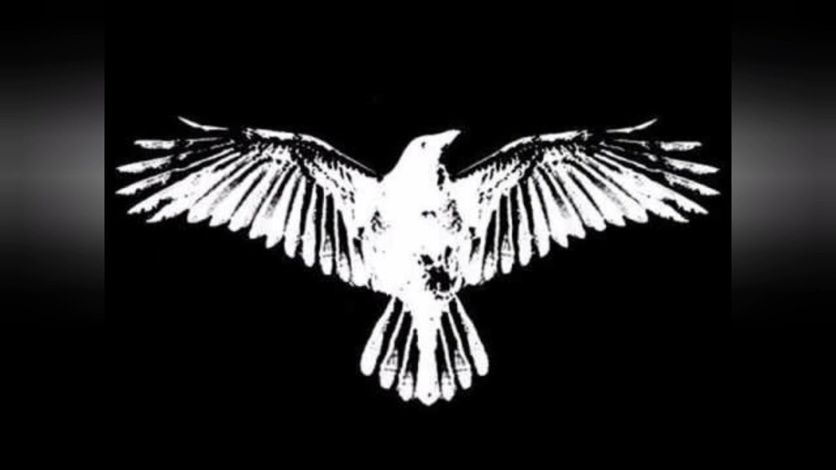 Черная ворона на белом фоне