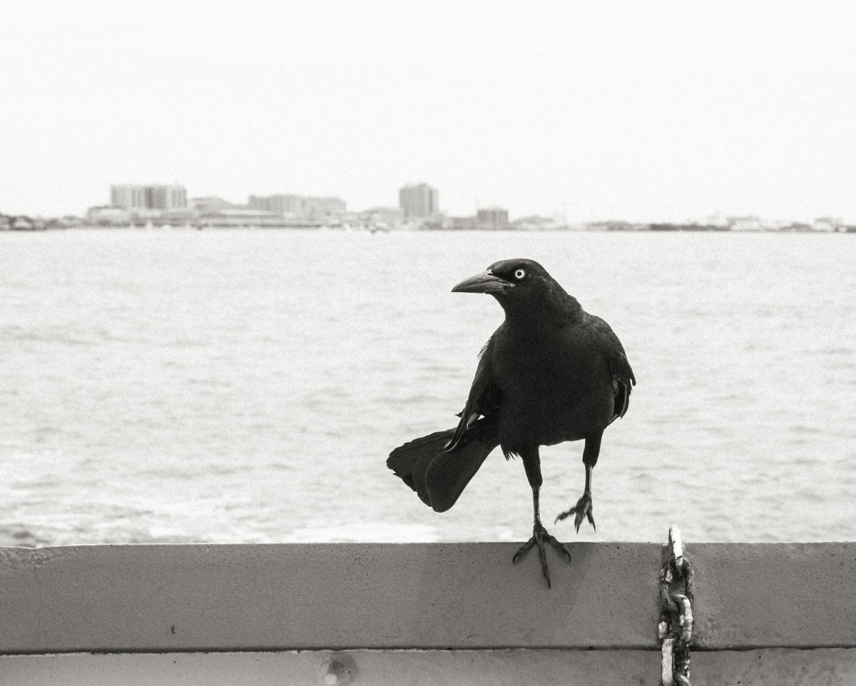 Jehan исполнитель