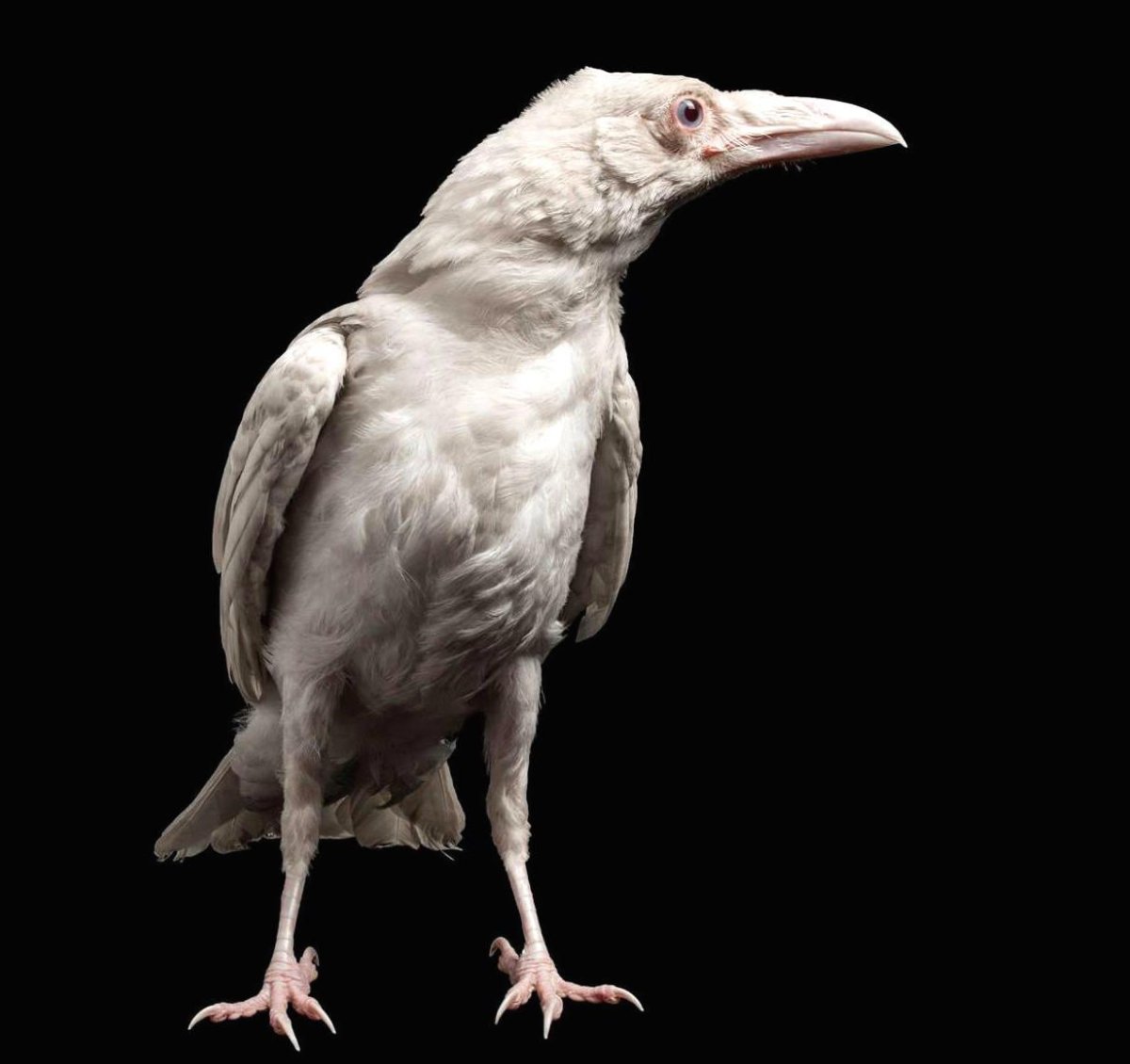 Ворон альбинос