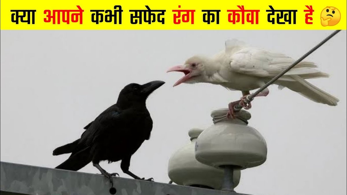 Белая ворона альбинос