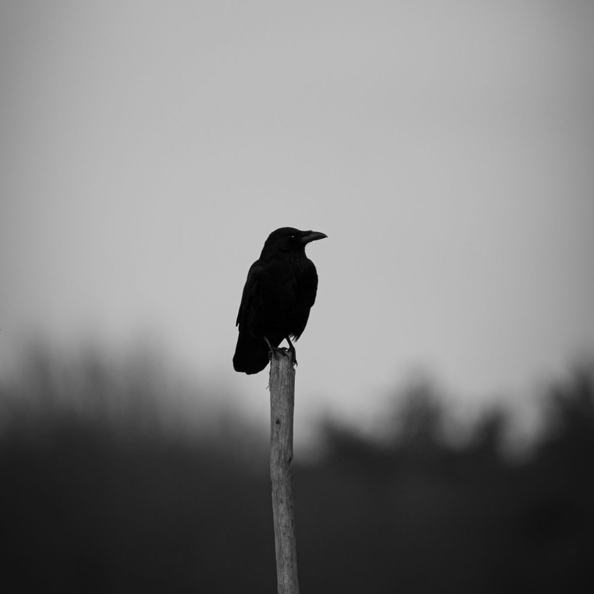 Эстетичные обои с вороной