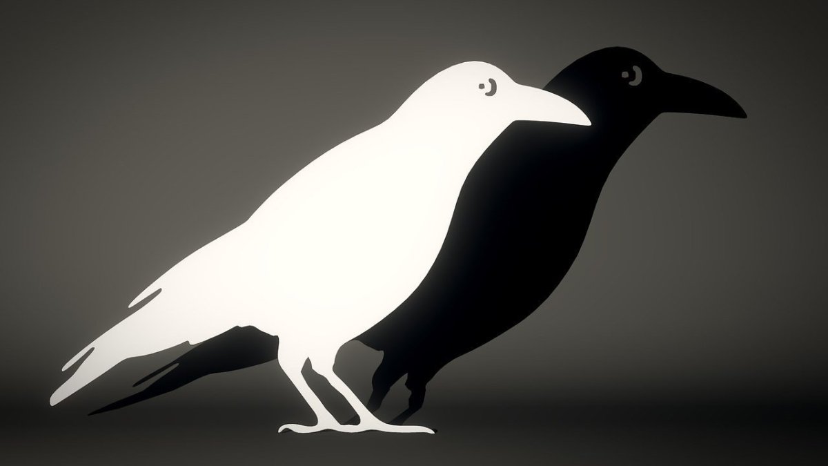 Черная ворона на белом фоне