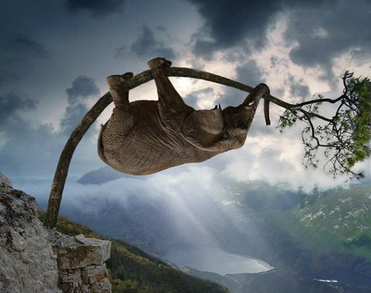 Слон дерево