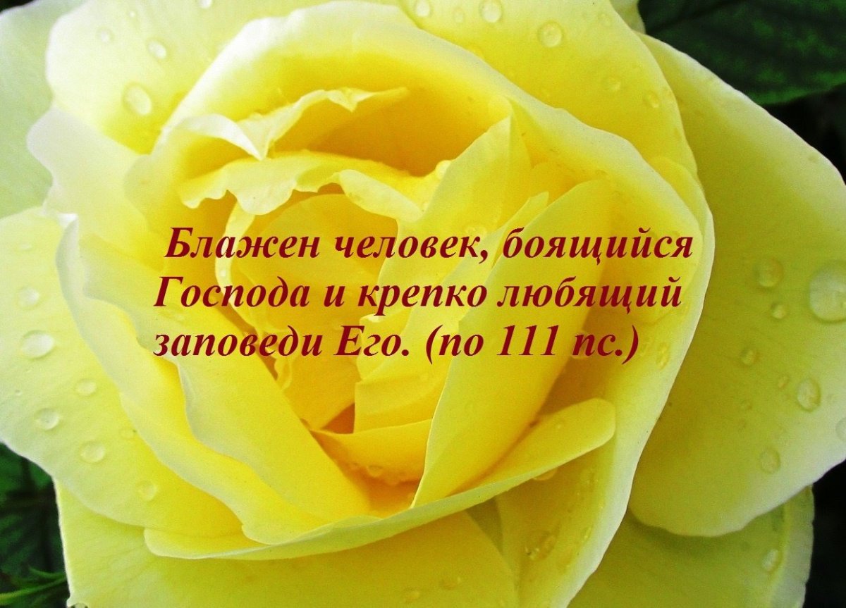 Открытки с днём рождения лилии