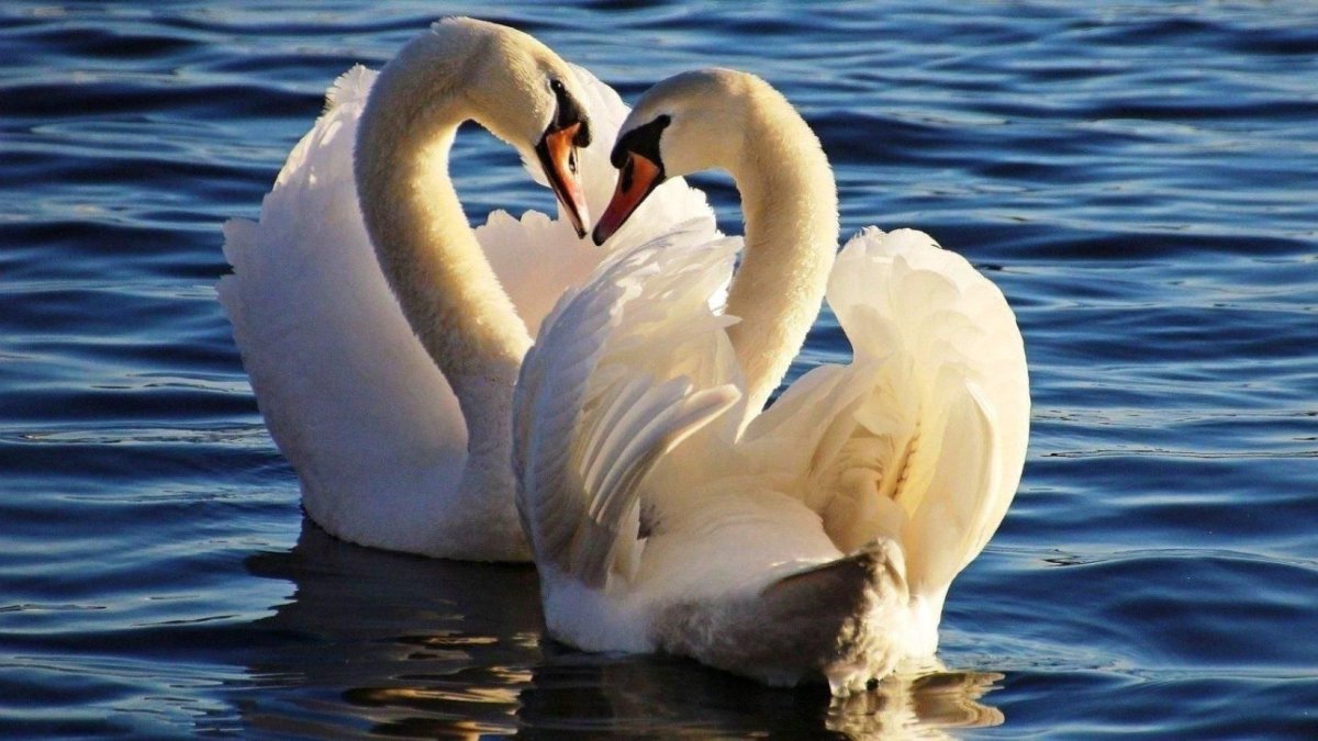 Два лебедя фото
