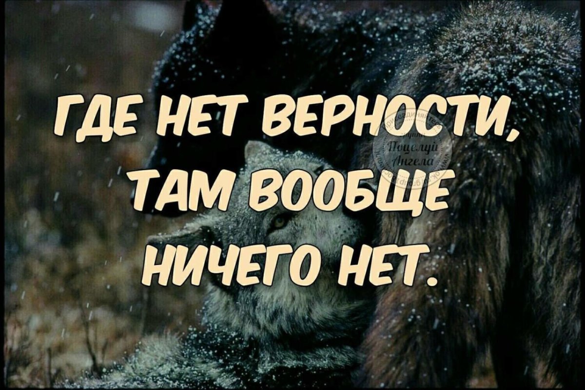 Цитаты про верность Волков