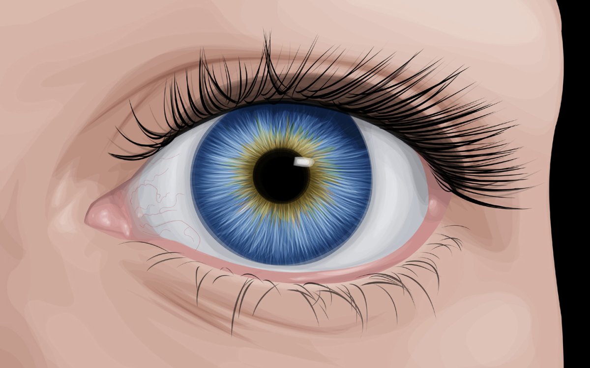 Глаз и изображение