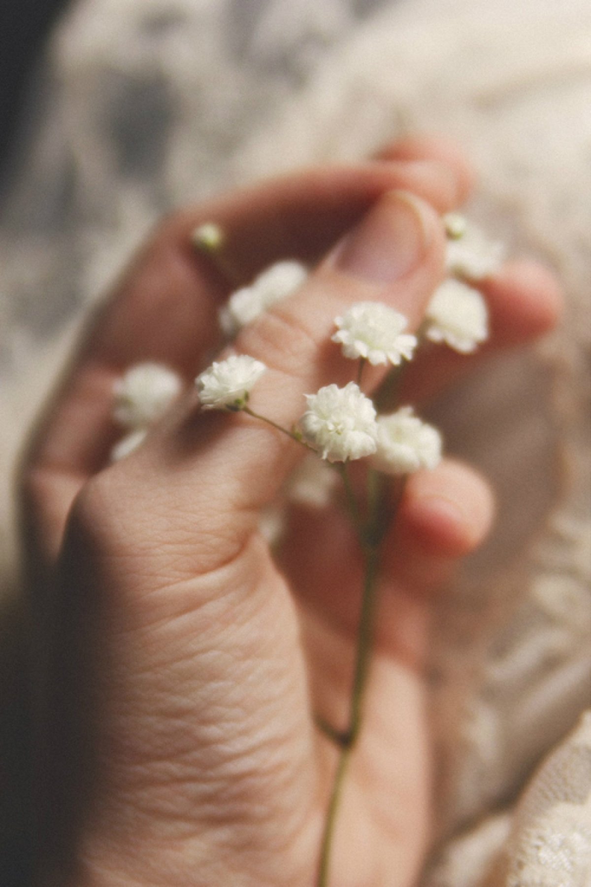 Гипсофилы в руках