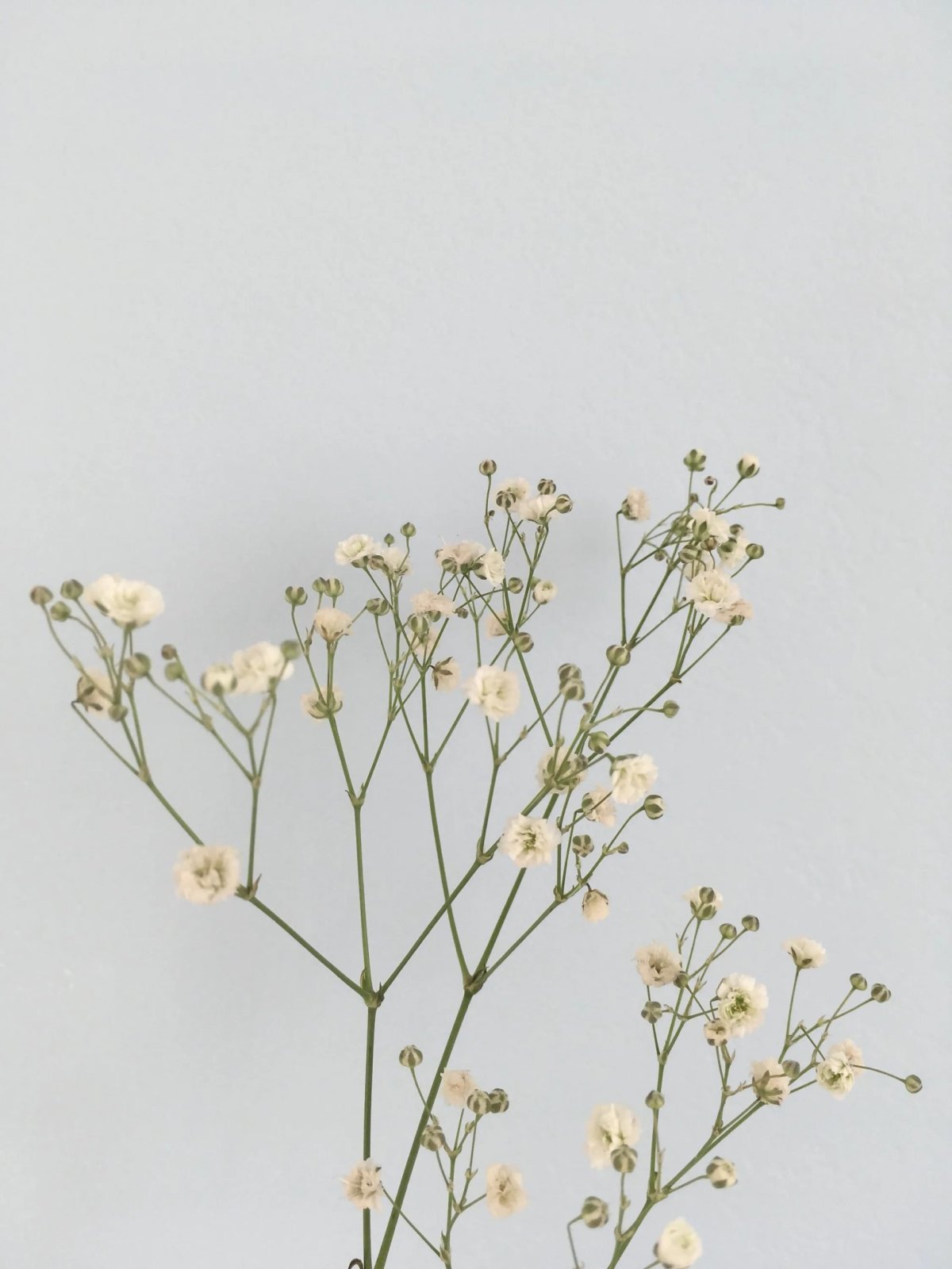 Цветы Эстетика Минимализм