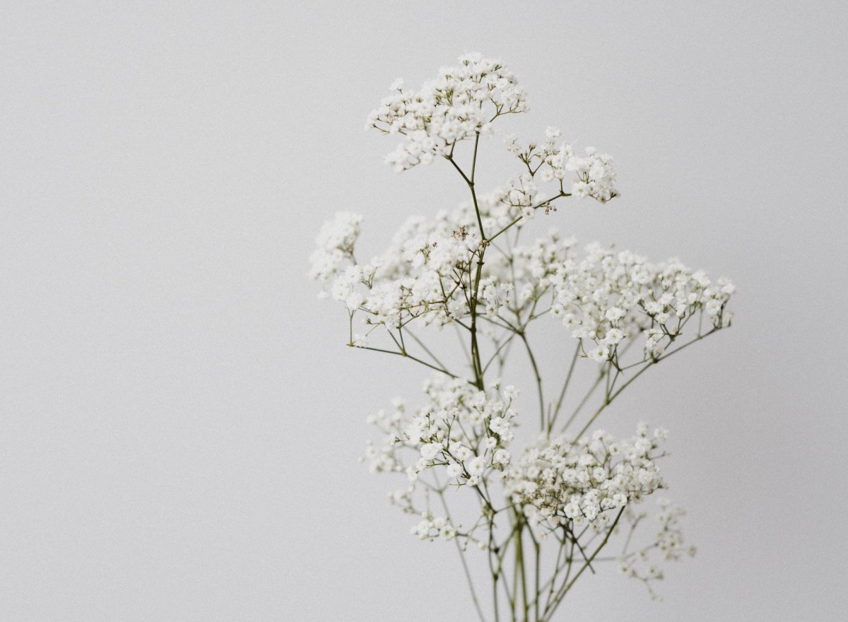 Гипсофила Эстетика