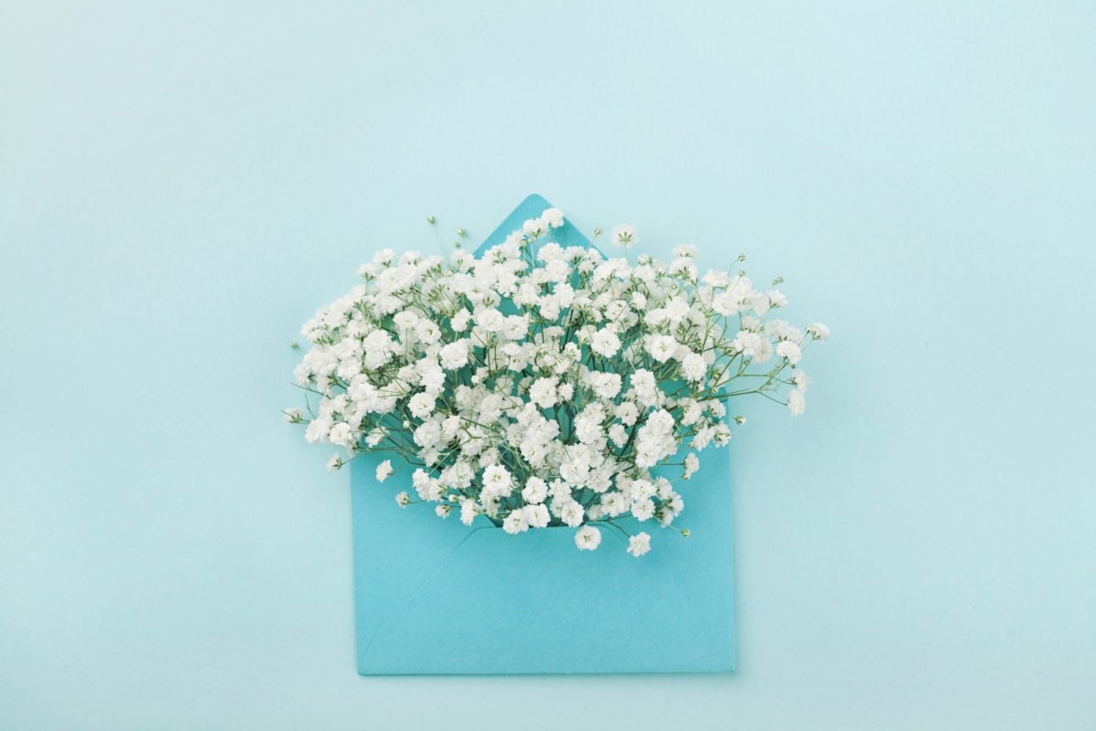 Гипсофил в конверте