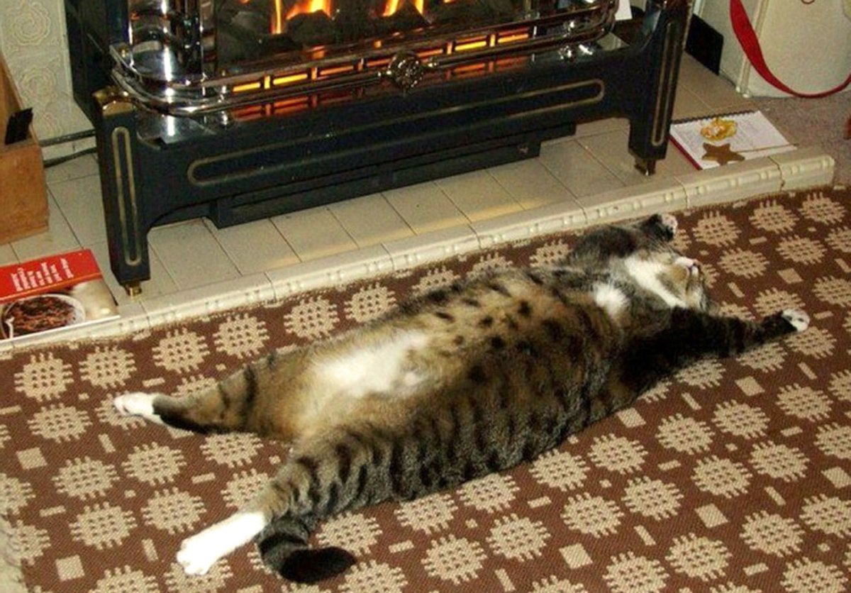 Толстый ленивый кот