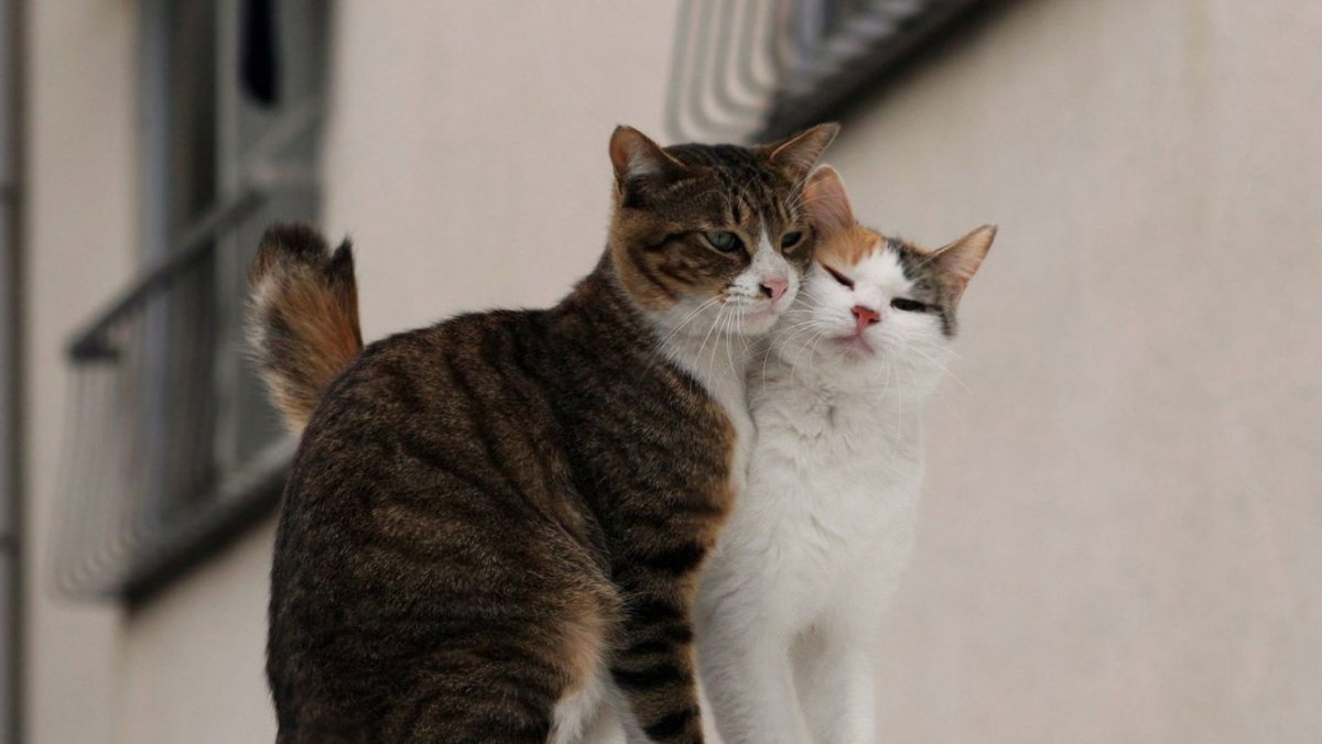 Кошачья парочка