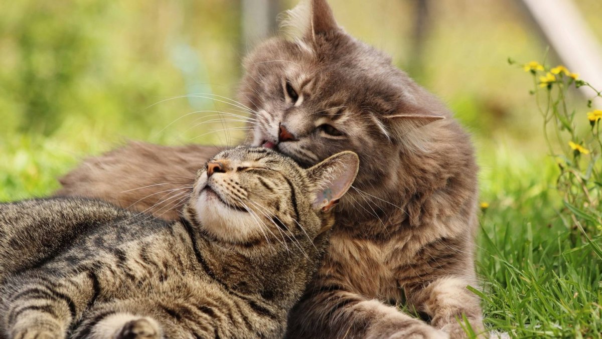 Кошки любовь