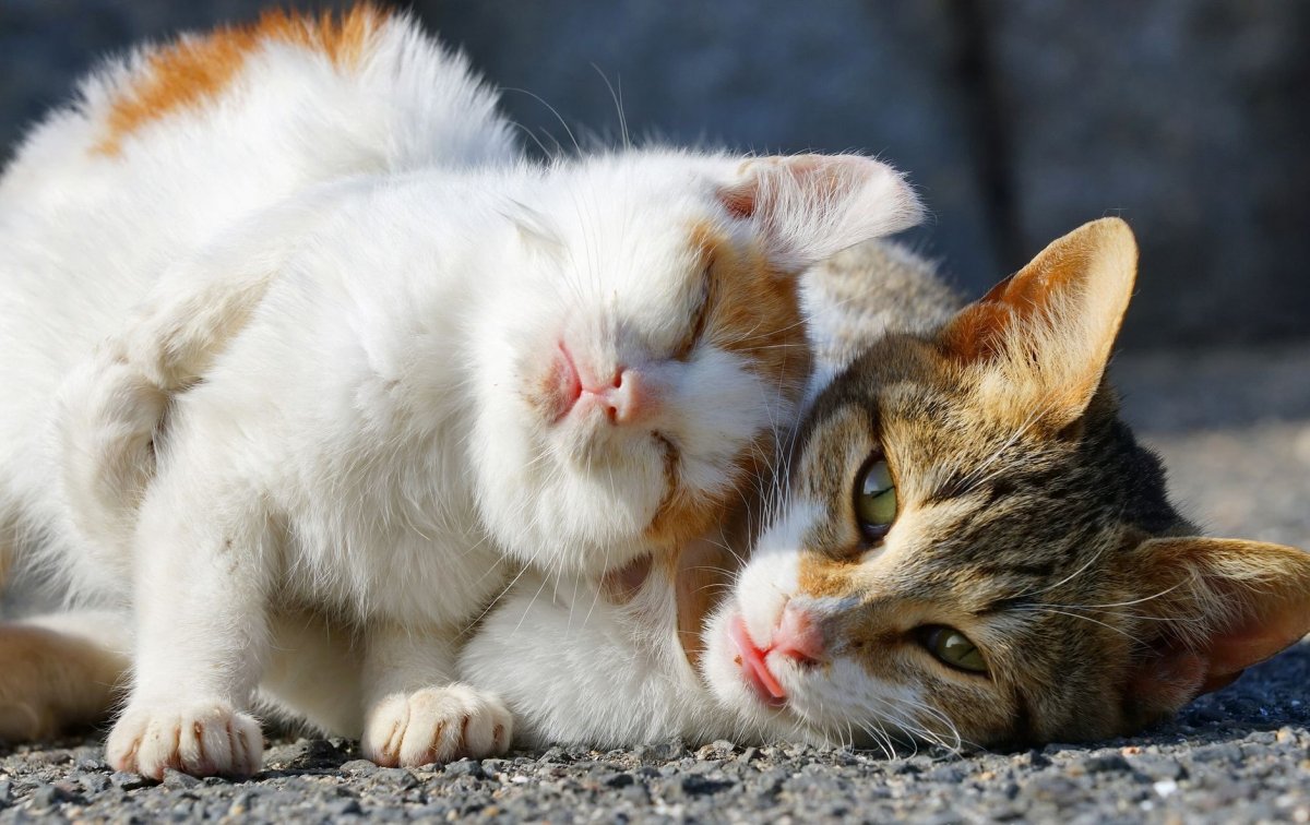 Кошка ласкается