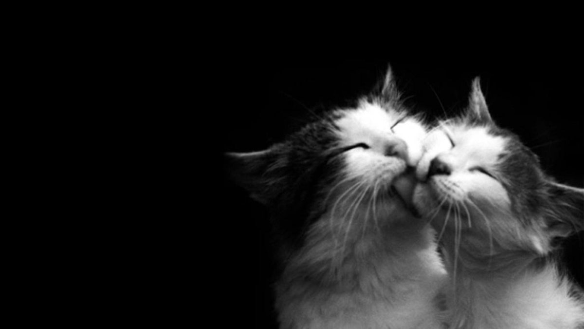 Котики любовь