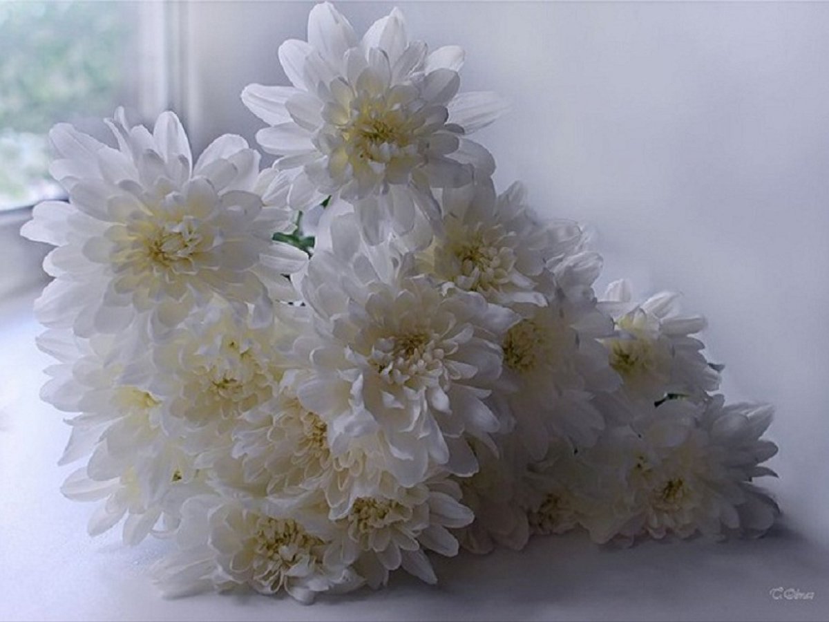 Хризантемы мерцающие