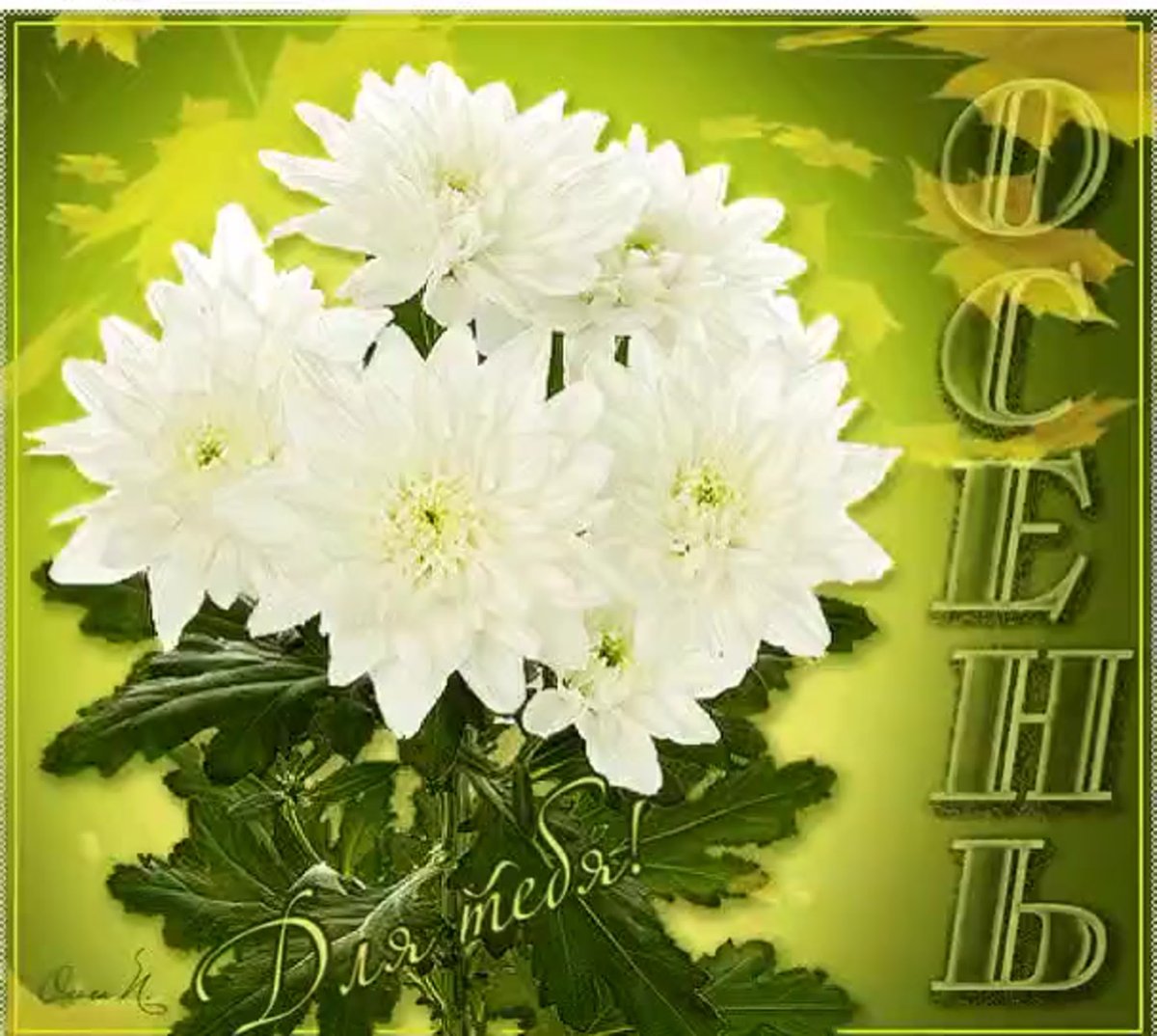 Хризантема Ариэль