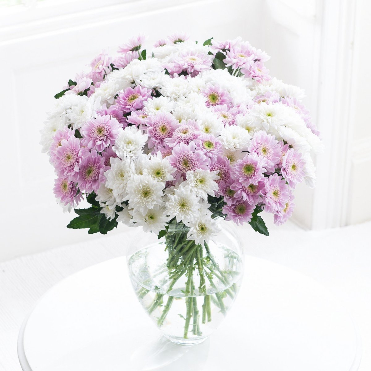 Хризантема на белом фоне