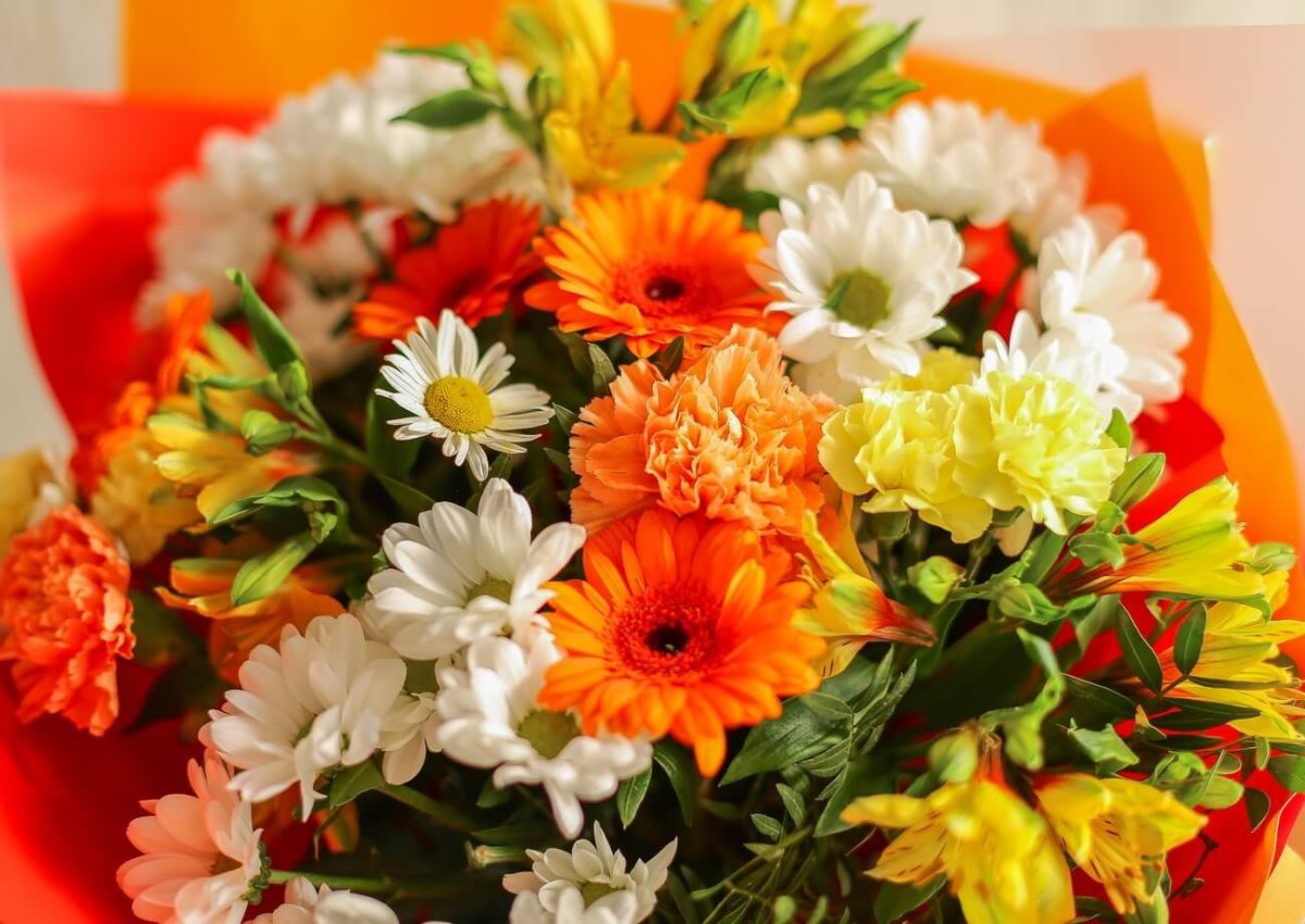 Хризантема одноголовая Ламира