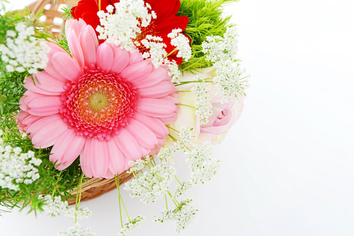 Хризантема индийская Фуджи Сноу