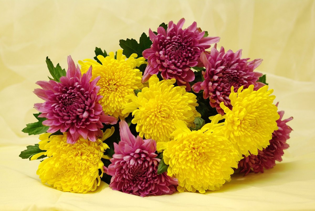 Георгина фон Вильчек