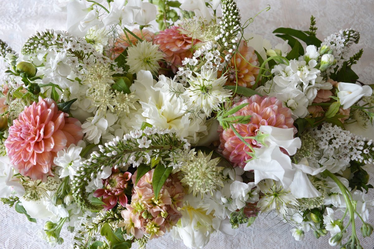 Астры и хризантемы