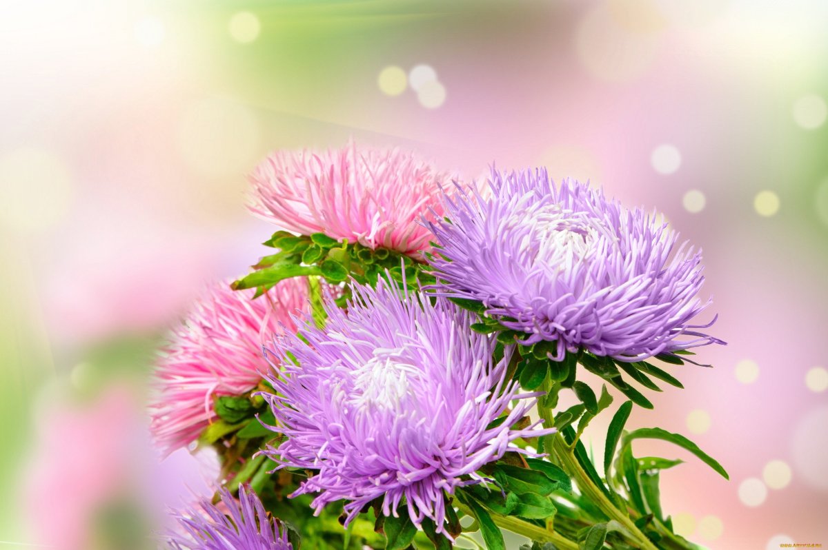 Хризантема Серенити Свит