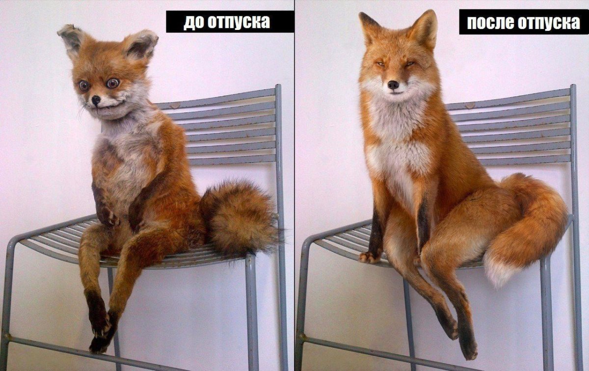 Адель и лиса чучело