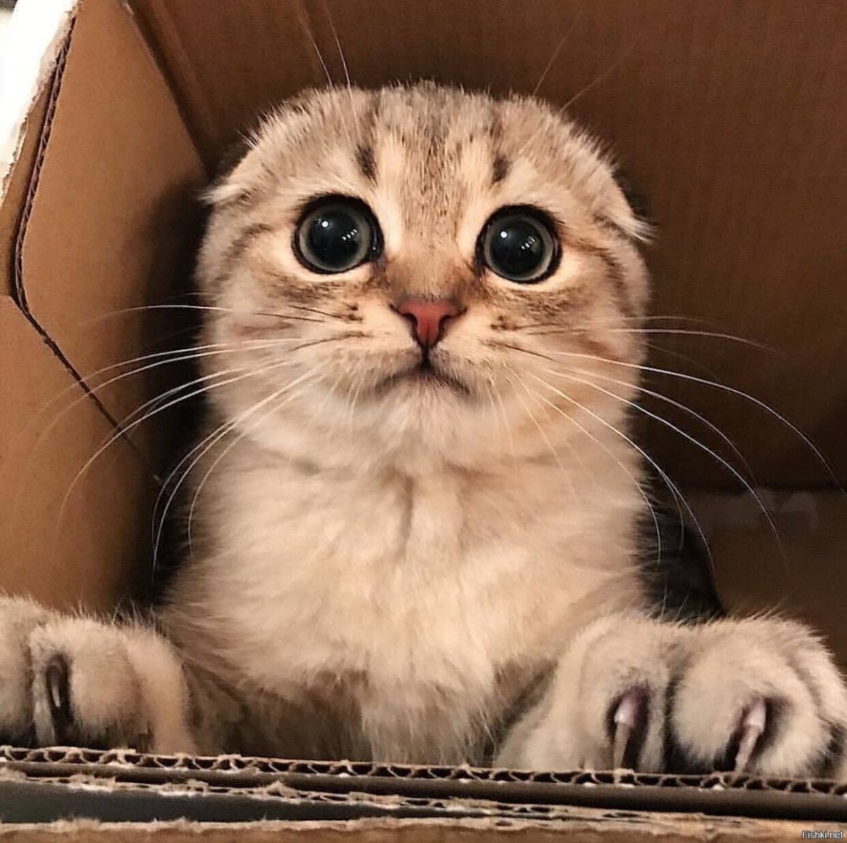 Котик с глазками