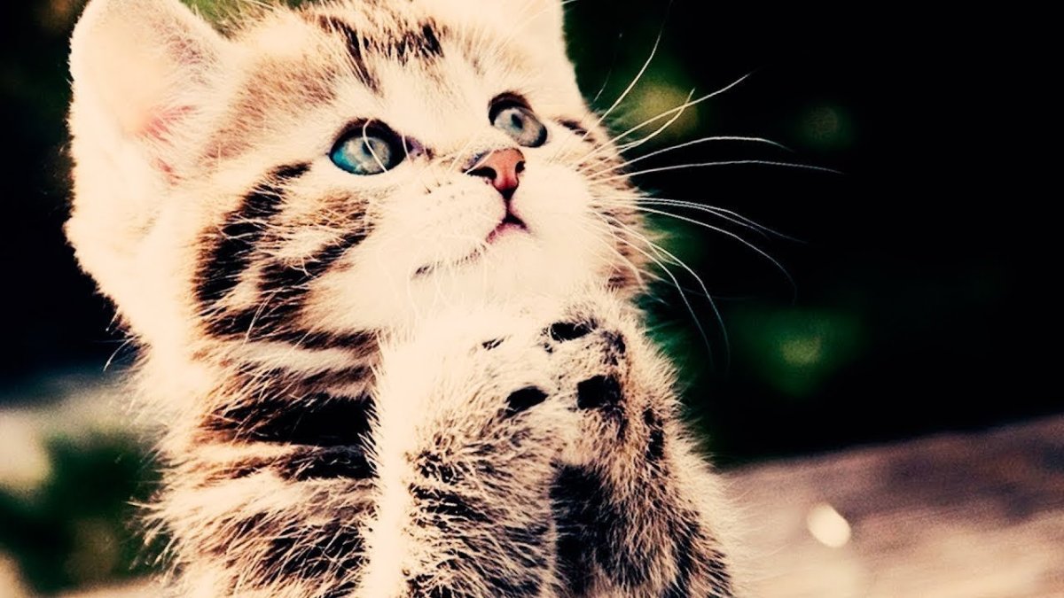 Котенок просит