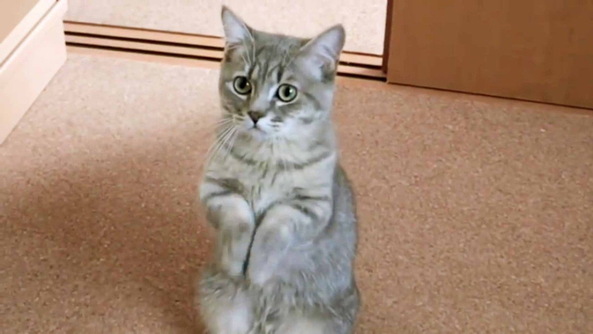 Жалобные глазки