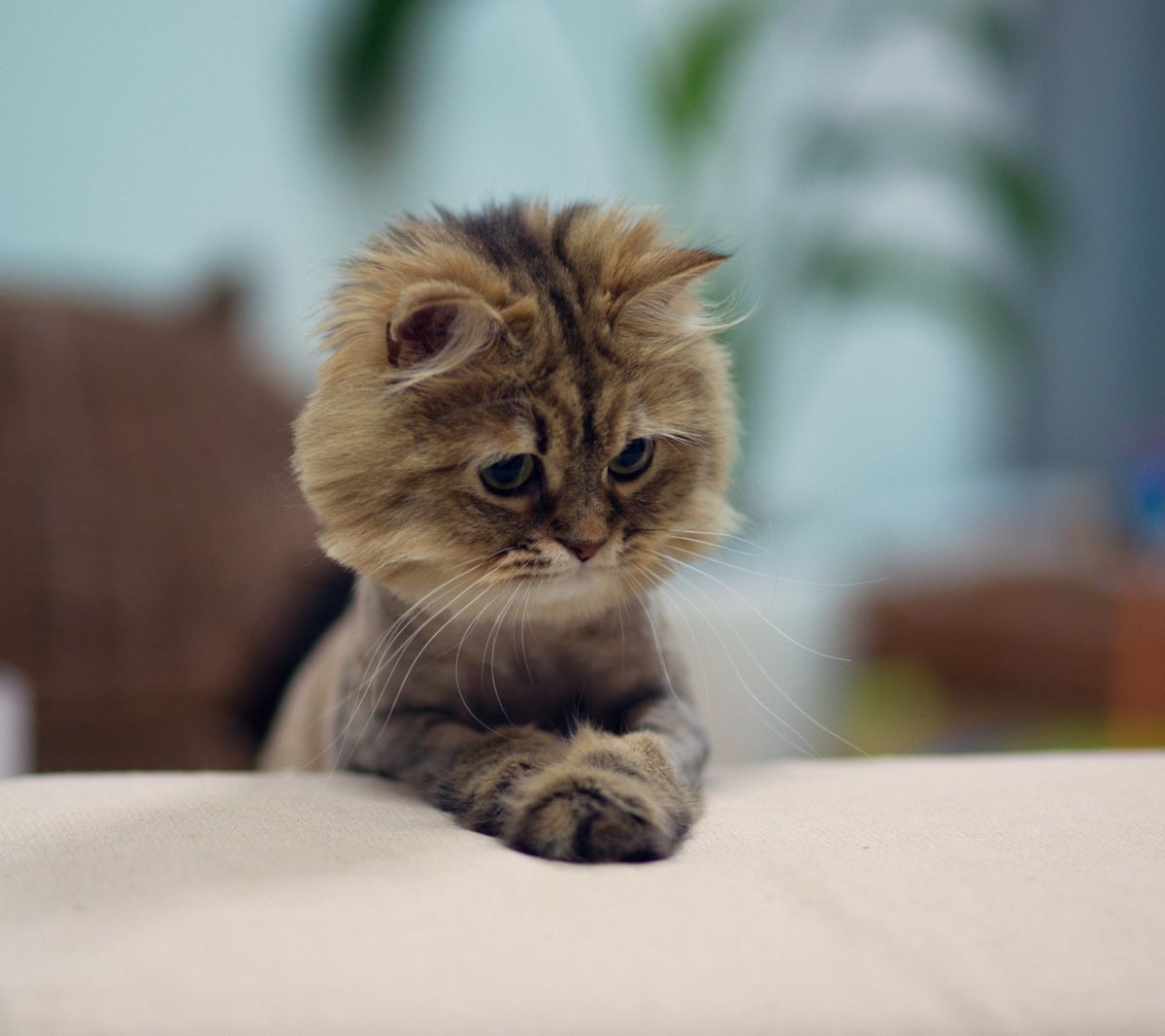 Котики для поднятия настроения