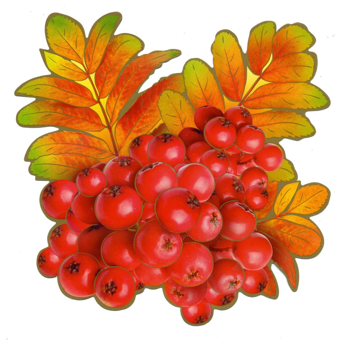 Гроздь рябины с веткой