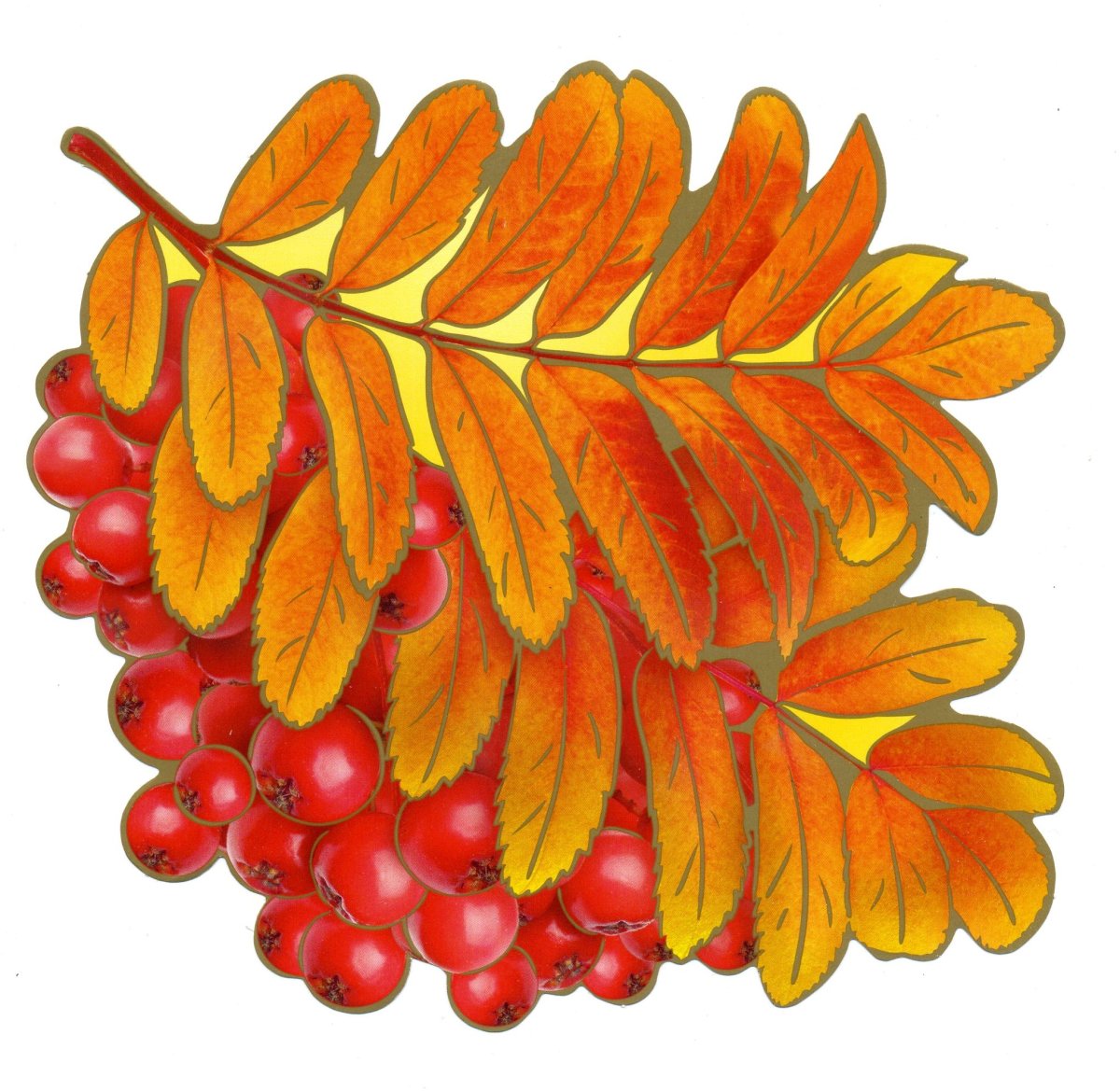 Рябина на прозрачном фоне