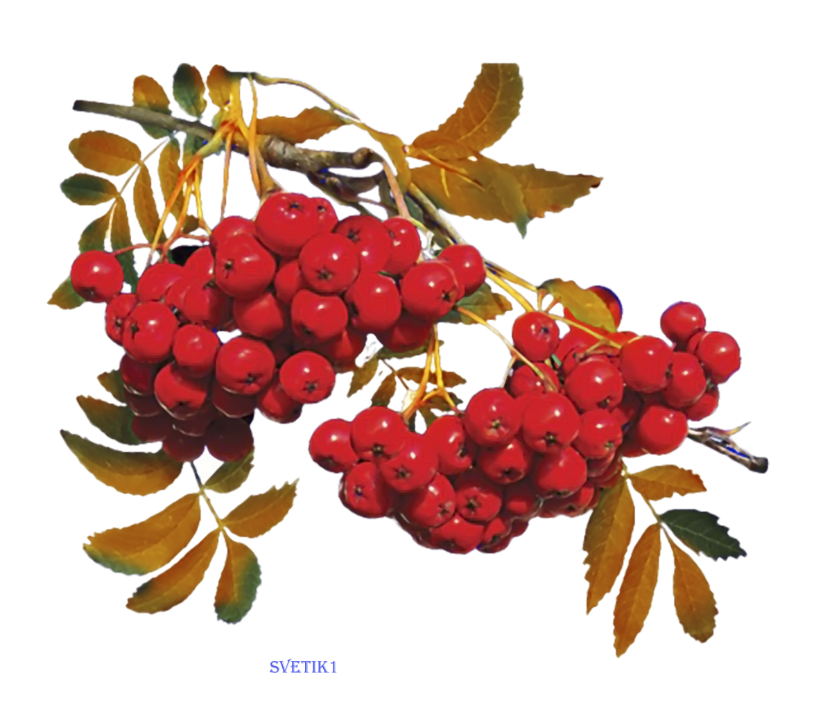 Ветка рябины