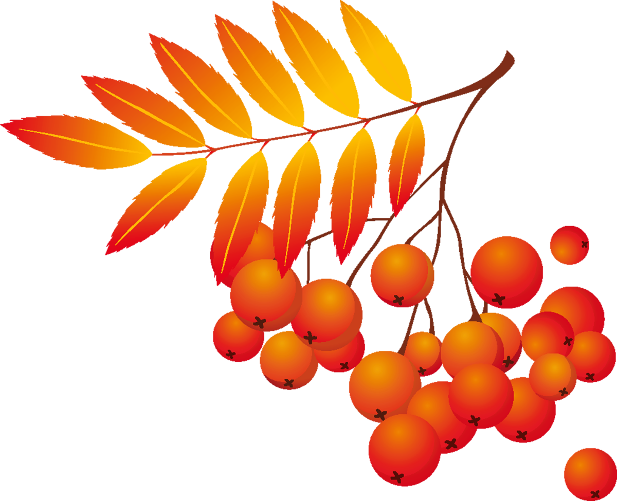 Рисуем ягоды рябины с детьми