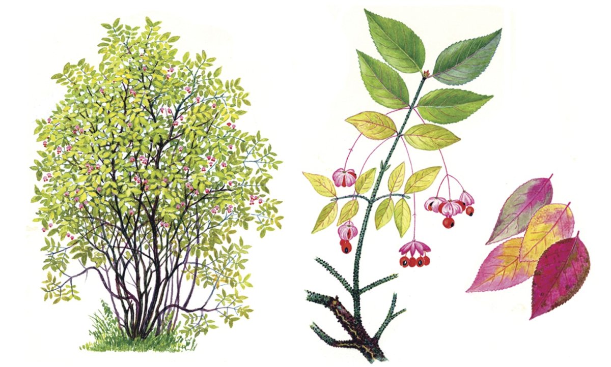 Бересклет бородавчатый куст