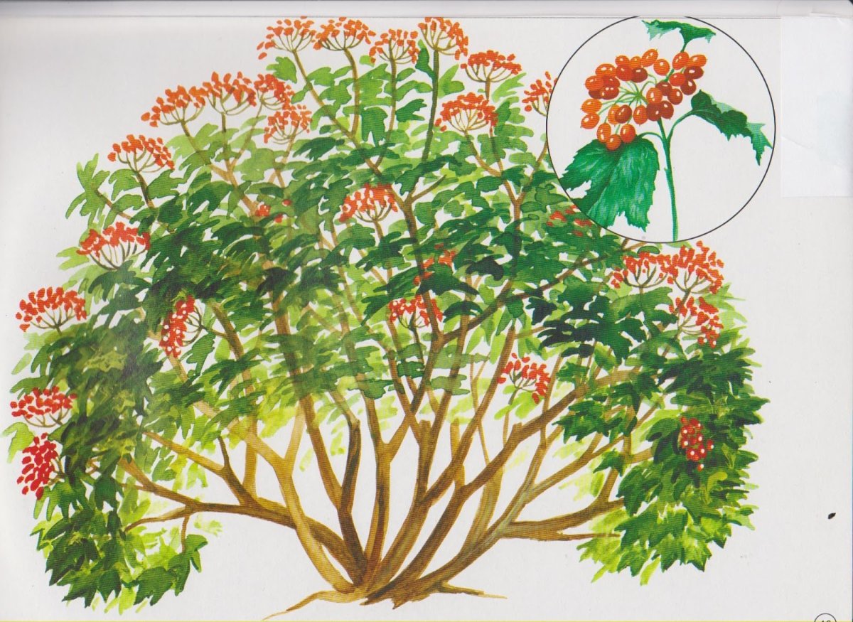 Кустарник иллюстрация