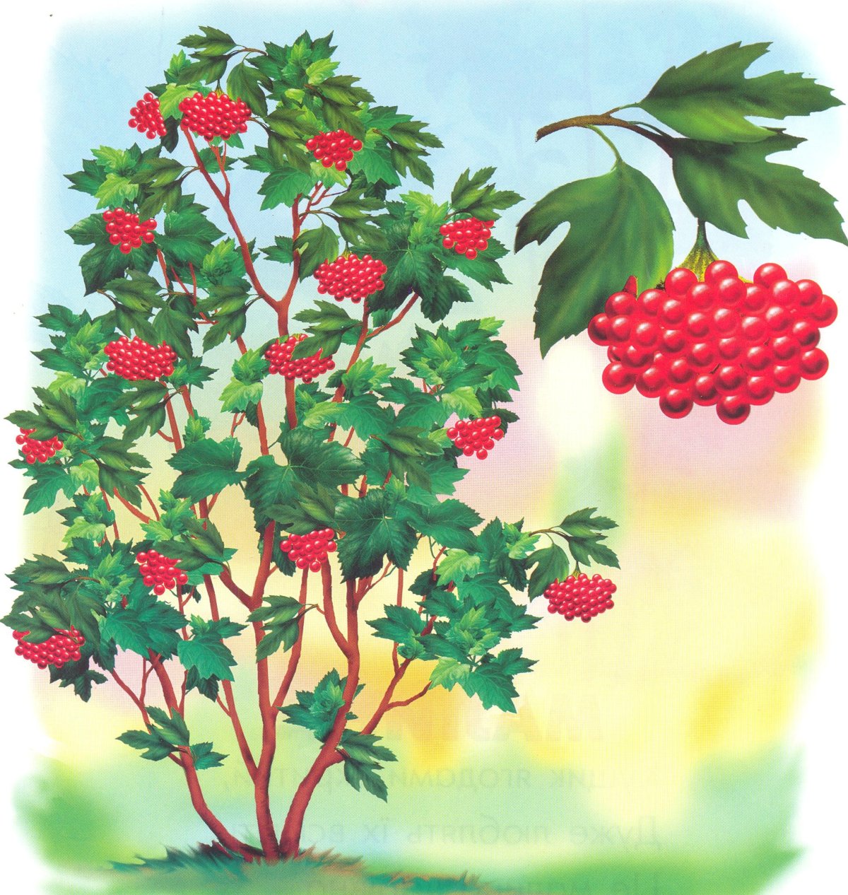 Калина дерево кустарник