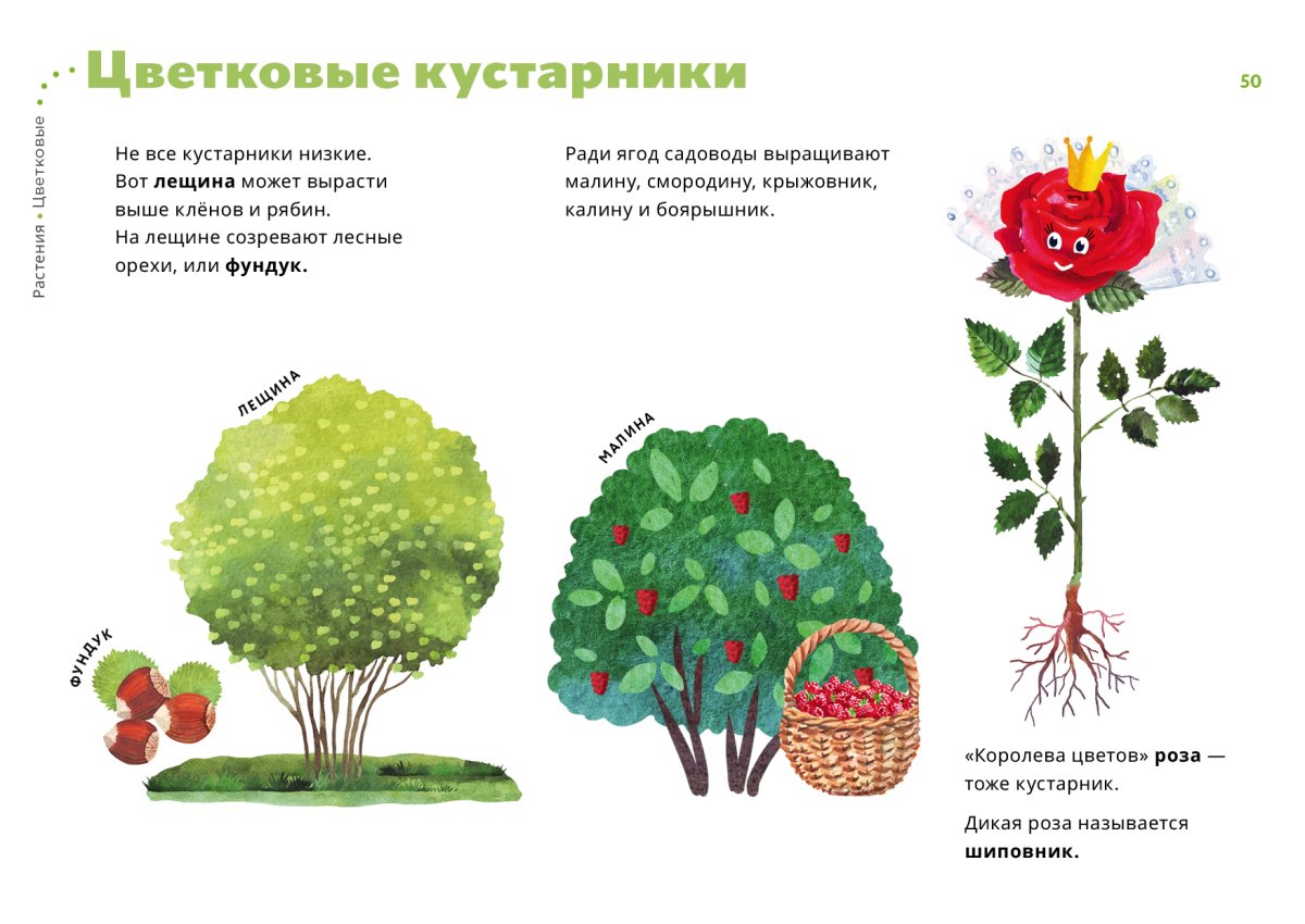 Кустарники для дошкольников в картинках