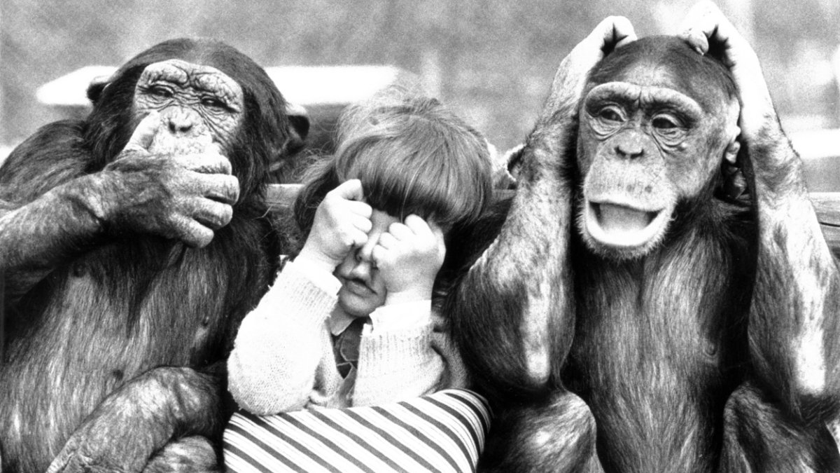 Заставка на рабочий стол обезьяна