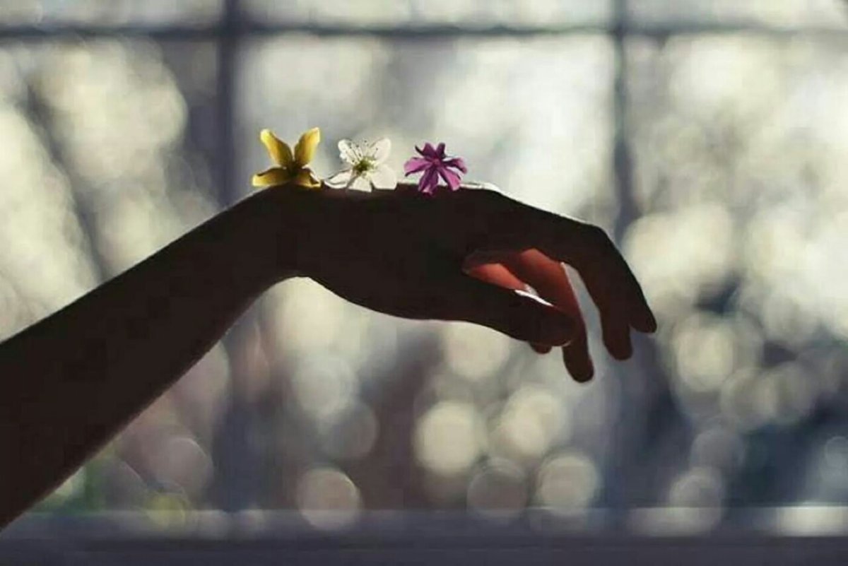 Ромашки в руках