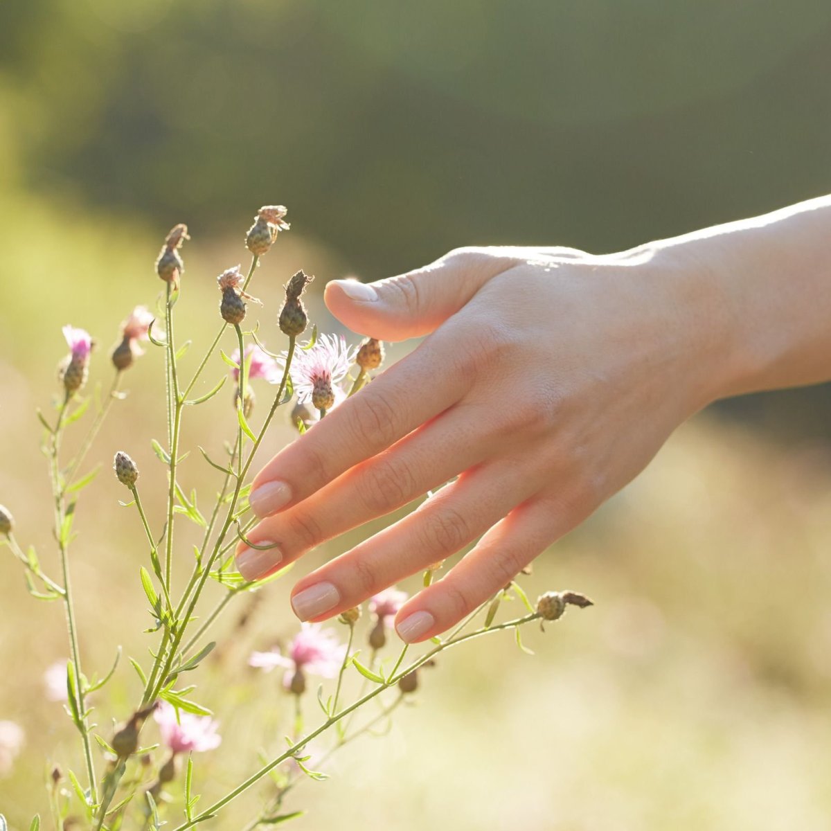 Красивые цветы в руках