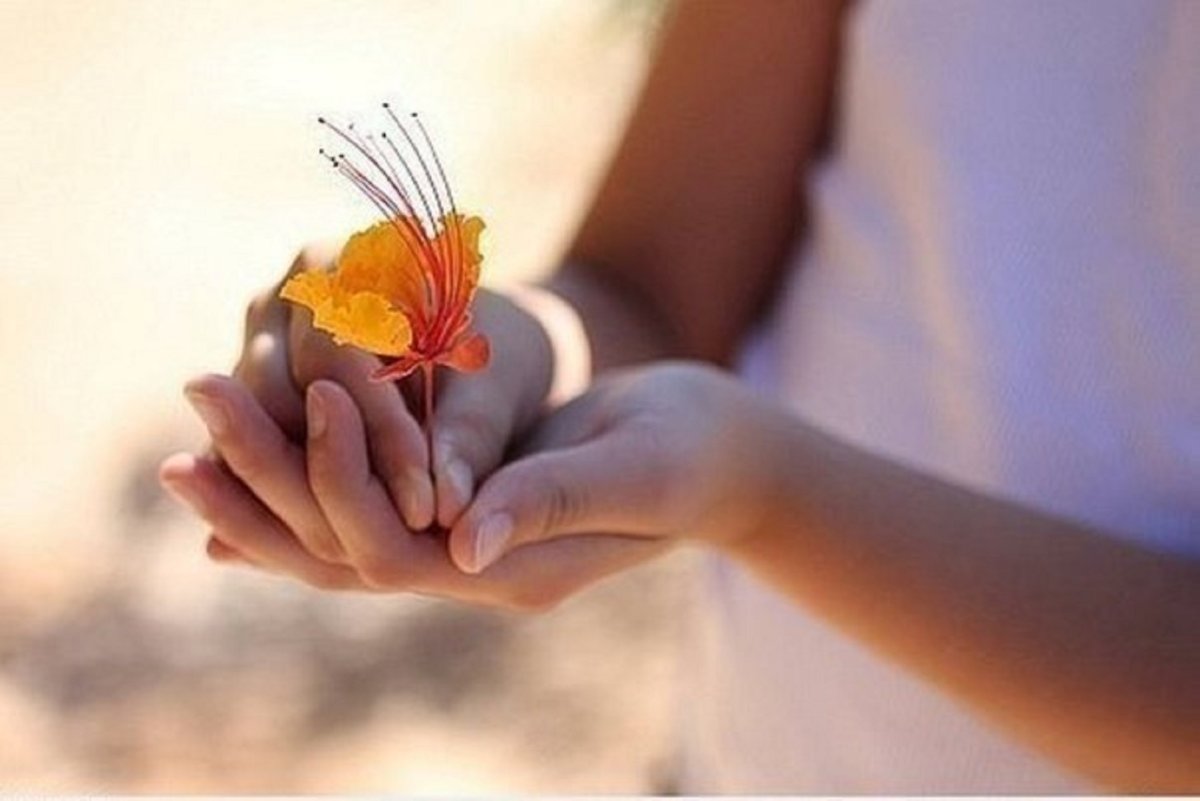 Нежный цветок