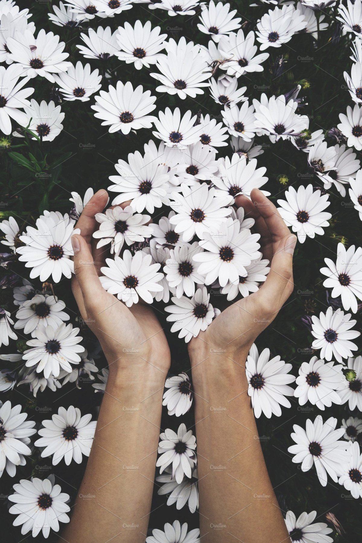 Цветы и руки Эстетика