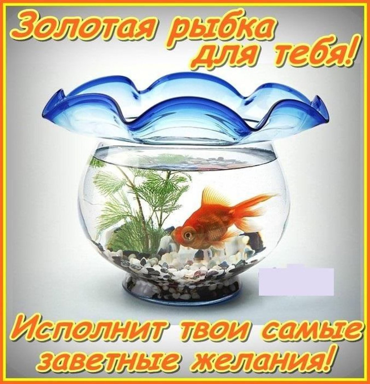 Золотая рыбка